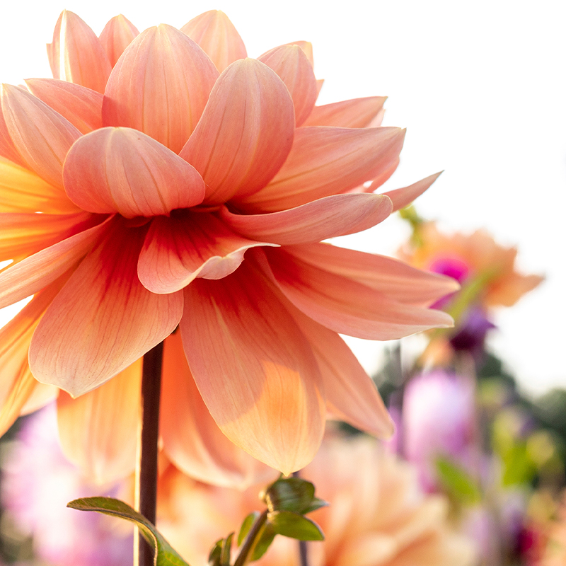 Kesäkukkien kasvatus: Kuvassa kukkivia kesäkukkia