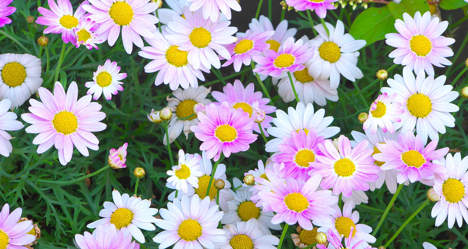 Kesäkukkien kasvatus: Kuvassa kukkivia kesäkukkia