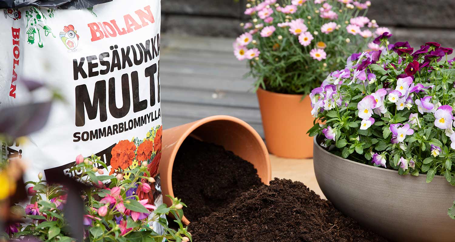 Biolan kesäkukkamulta sekä kesäkukat istutuksessa