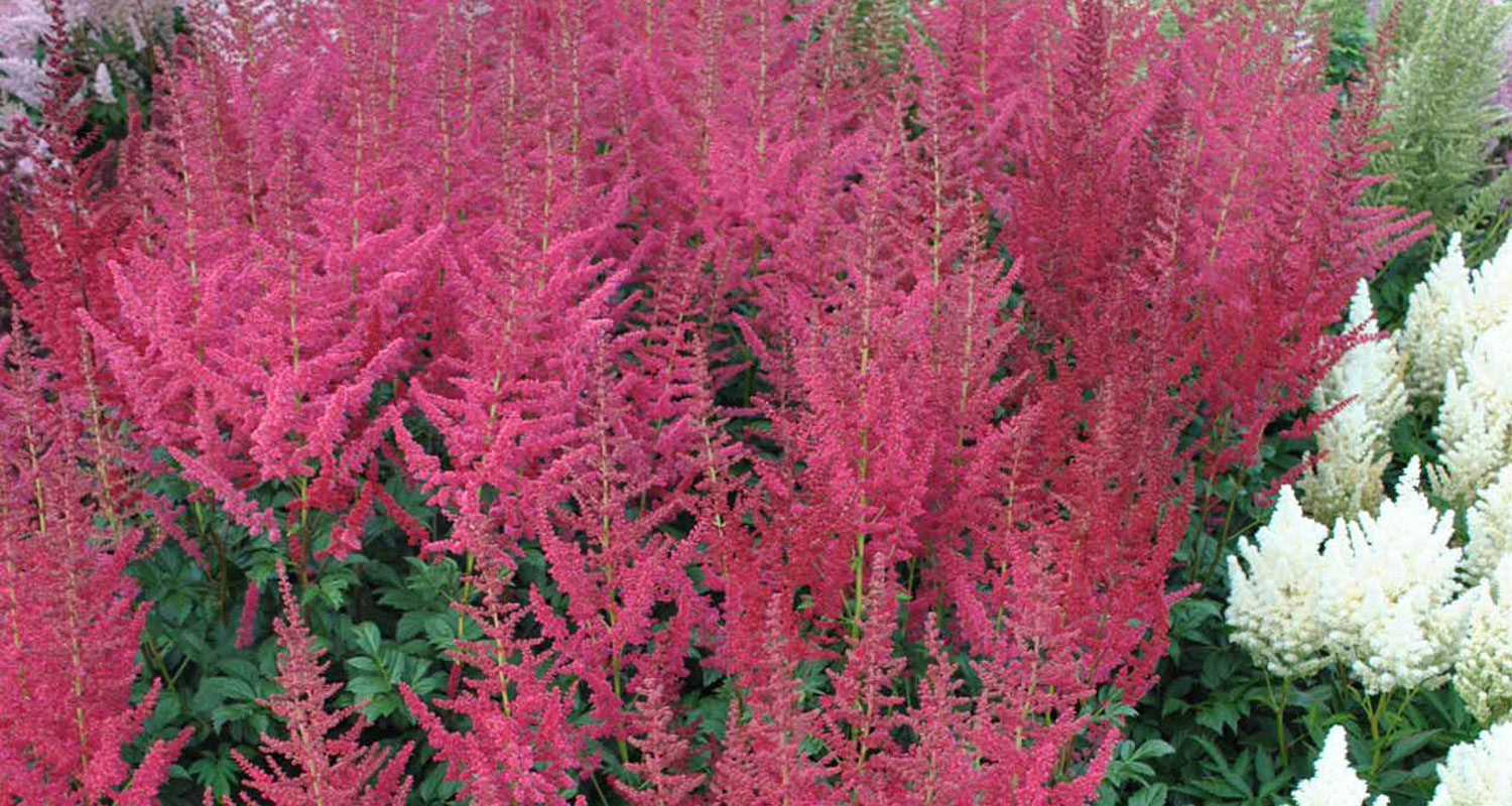 Varjoisan paikan kesäkukat: Jaloangervo