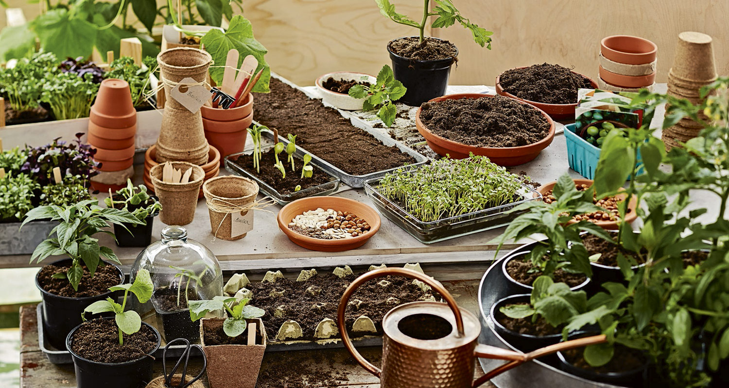 Pöydällä multa- ja saviruukkuja, siemenalustoja, vihreitä taimia ja kuparinvärinen kastelukannu.