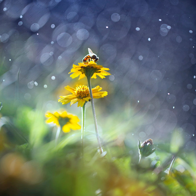 Kimalainen pölyttää keltaista kukkaa vesiroiskeisessa sinisävyisessä bokeh-taustassa