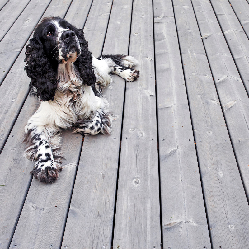 Koira makaa terassilla, joka on rakennettu kotimaisesta Cello-terassilaudasta.