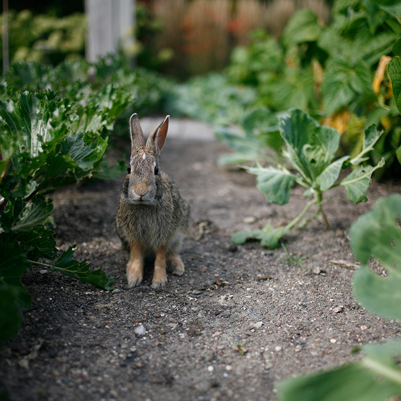 Ruskea kani maapolulla kasvipenkissä katsoo kameraan, ympärillä vihreitä lehtiä.