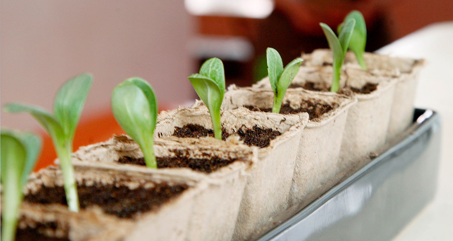 Vihreät taimet nousevat ruskeista turvekuutioista mustalla alustalla.