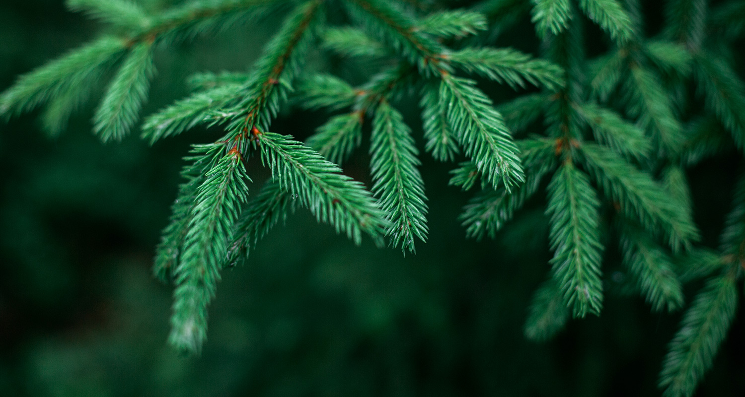 Vehreä havupuun oksa