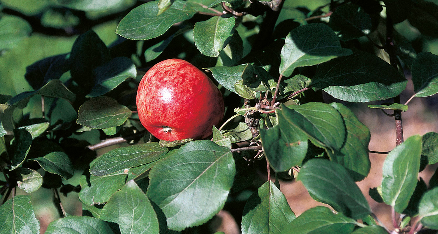 Omenapuun istutusleikkaus.