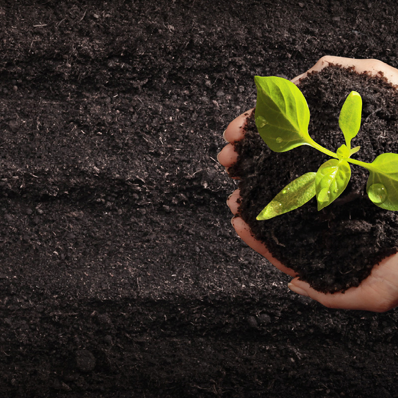 Tummaa multaa pitelevissä käsissä kasvaa kirkkaanvihreä taimivarsi.