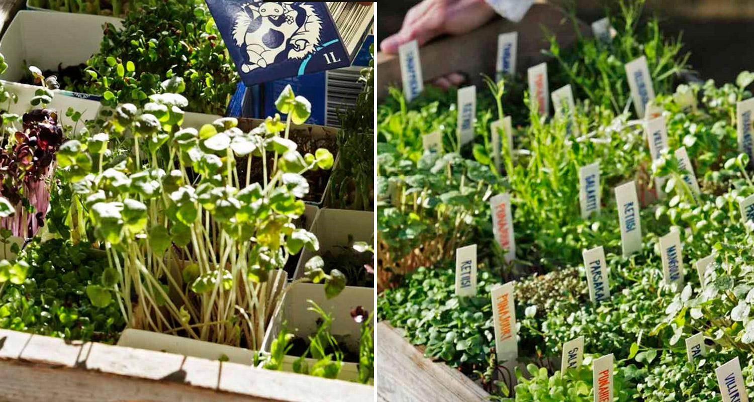 Erilaisia kirkkaanvihreitä mikroyrttiversoja valkoisissa astioissa, etiketit pystyssä.