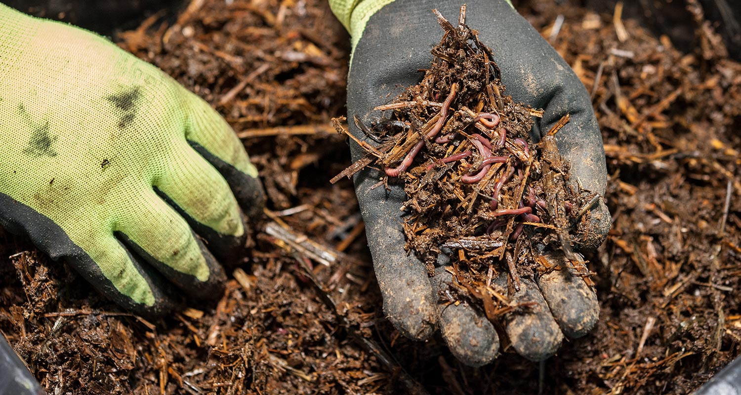 Vihreät työhanskat pitelevät kompostimultaa täynnä punaruskeita kastematoja.