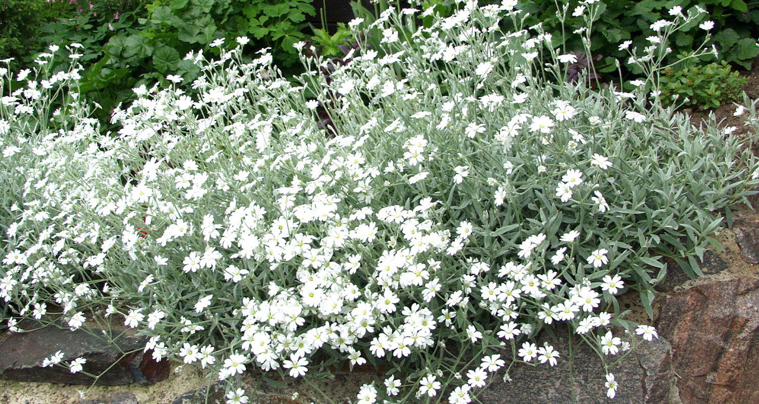 Hopeahärkki pihassa