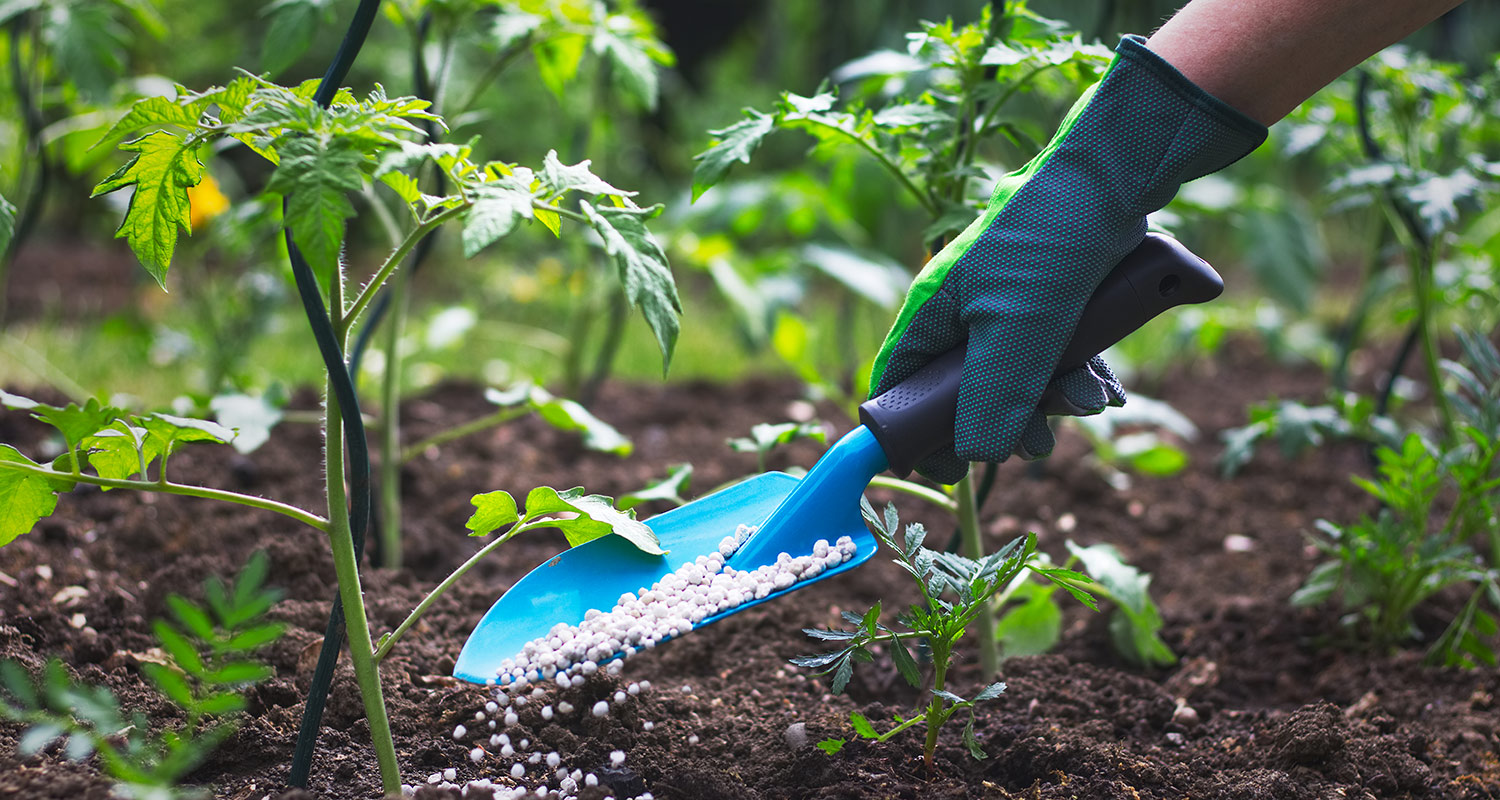 Käsineellinen käsi ripottelee valkoisia lannoitehelmiä sinisellä lapalla tomaatintaimien joukkoon.