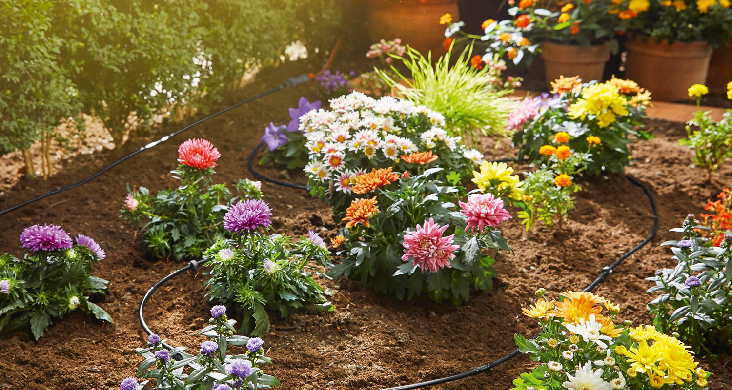 Auringonvalossa kukkiva penkki, värikkäitä krysanteemeja, päivänkakkaroita ja kasteluletkuja.