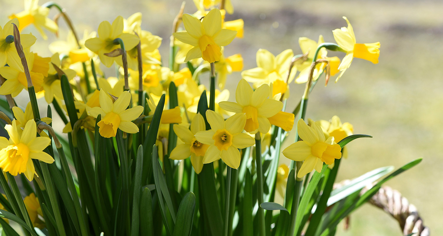 Keltainen narsissi ulkona