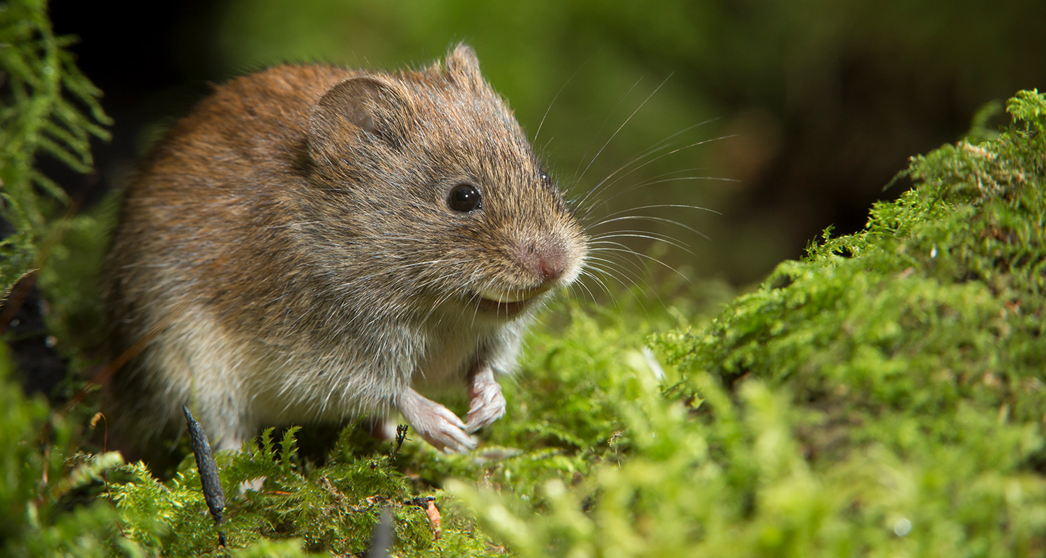 Ruskea metsämyyrä viiksineen sammalkasvien keskellä kirkkaanvihreässä metsätaustassa