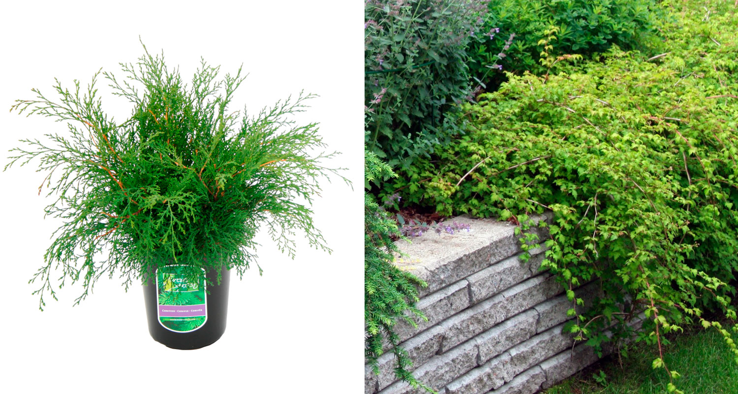 Mustassa ruukussa tiheä vihreä neulaspensas, viereisen harmaan kivimuurin päällä rönsyilevä lehvästö