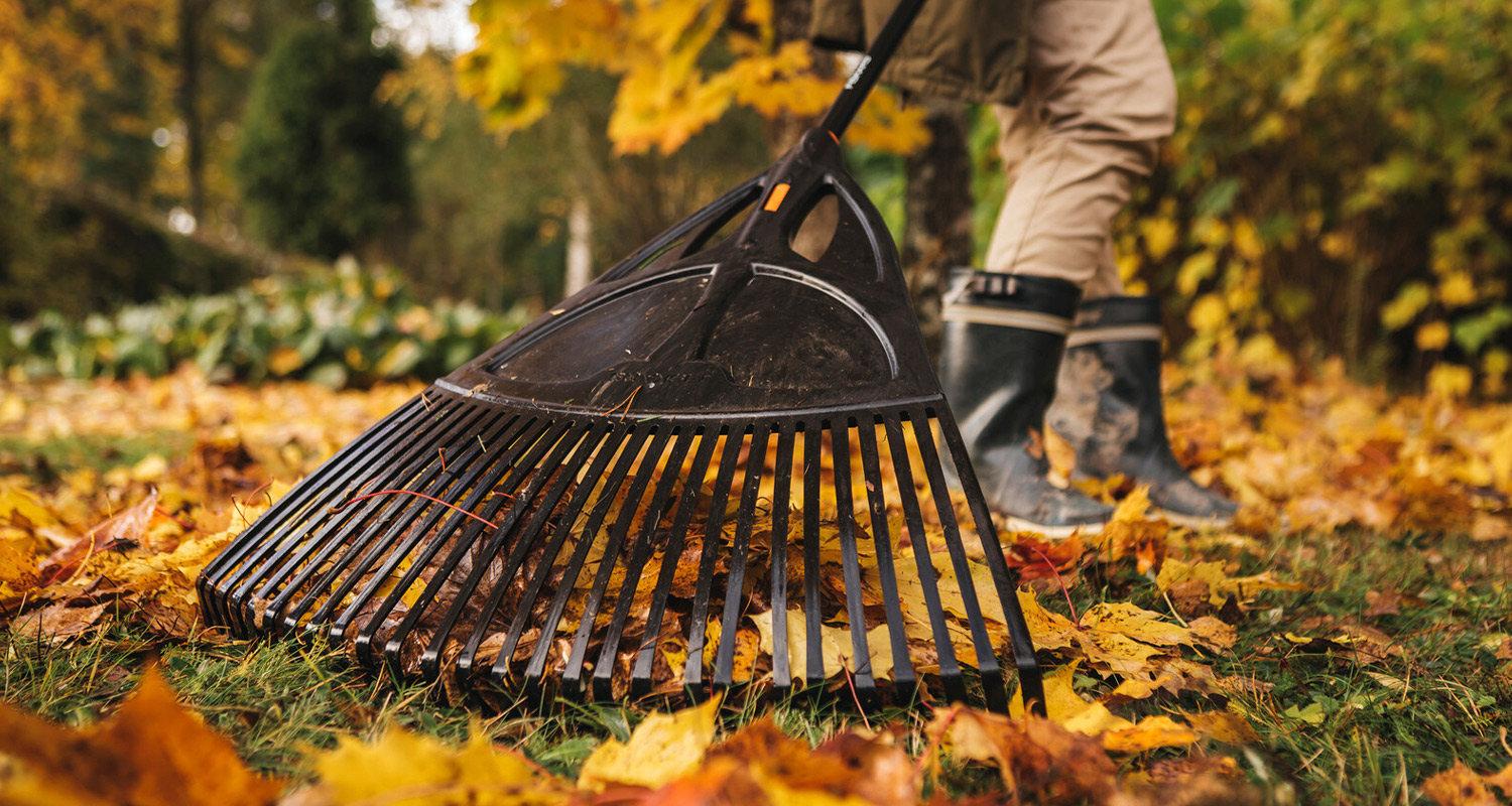 Syksyinen nurmikko täynnä vaahteranlehtiä. Musta harava keskellä kuvaa keräämässä lehtiä yhteen.