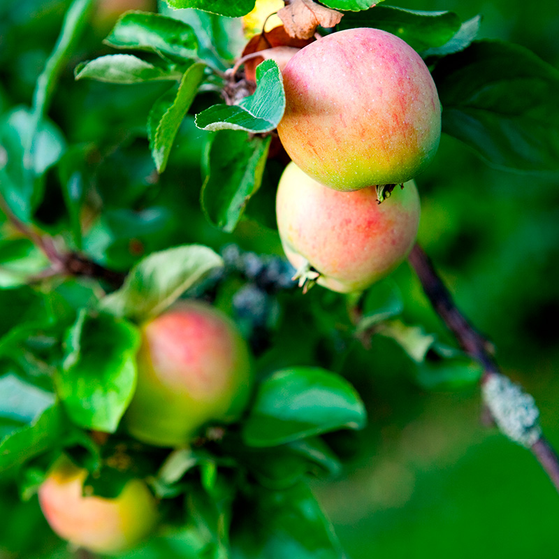 Vehreä omenapuu täynnä herkullisia omenoita