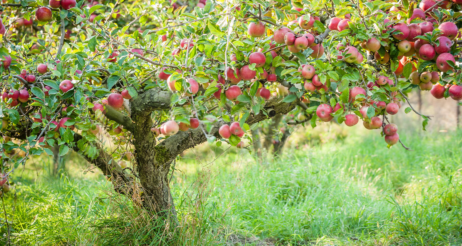 Vanhan omenapuun leikkaus.
