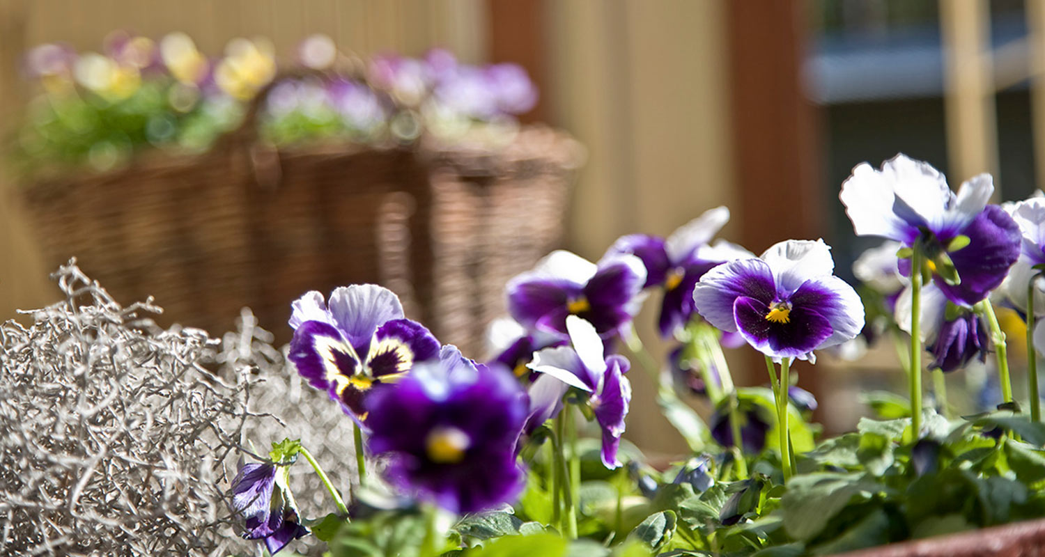 Orvokit pihalla ruukuissa