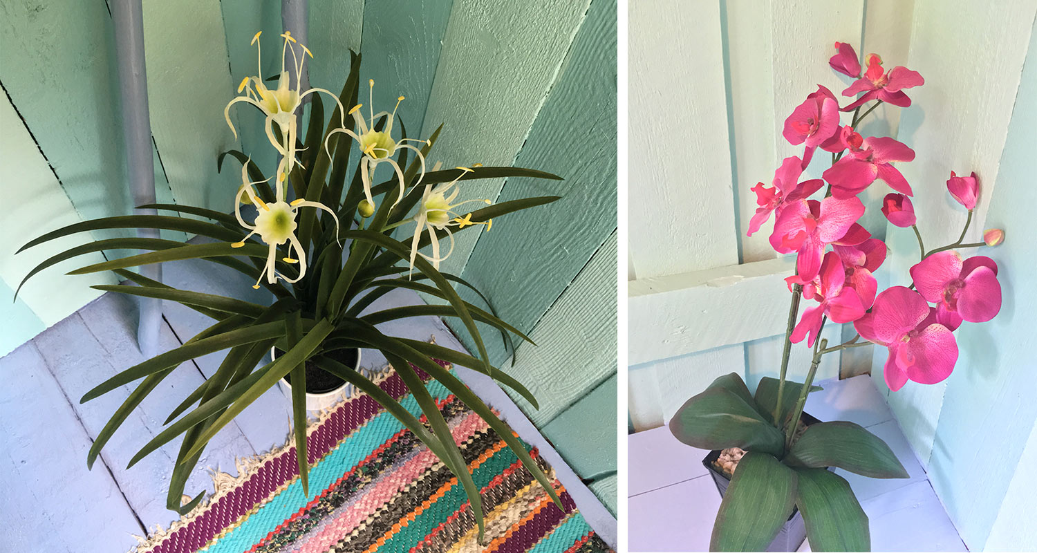 Vaaleansiniseen puupaneliin nojatessa valkeakeltainen hämähäkkililja ja kirkkaanpinkki orkidea   