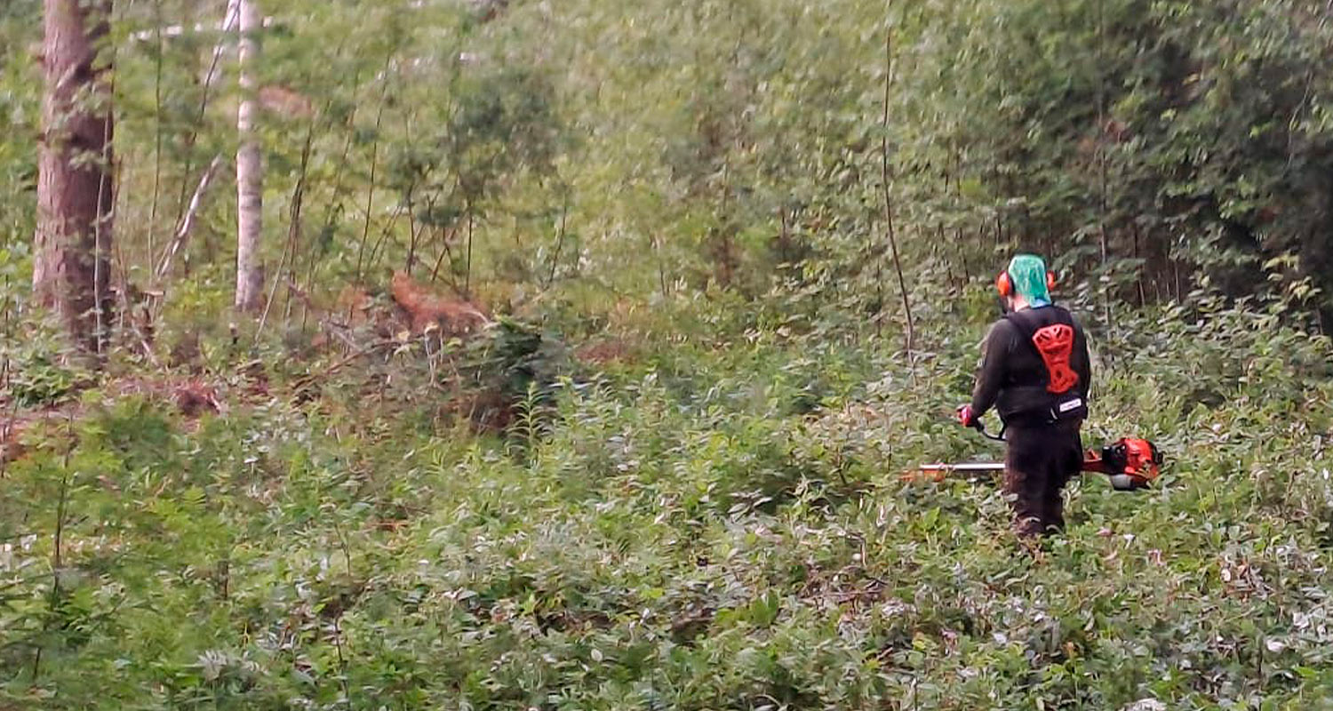 Raivaus käynnissä metsässä Echo SRM-420ES -ruohoraivuria hyödyntäen. Tuotetta myy K-Rauta.