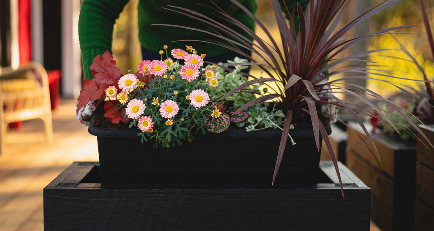 Musta istutuslaatikko terassilla kauniiden kukkien kera