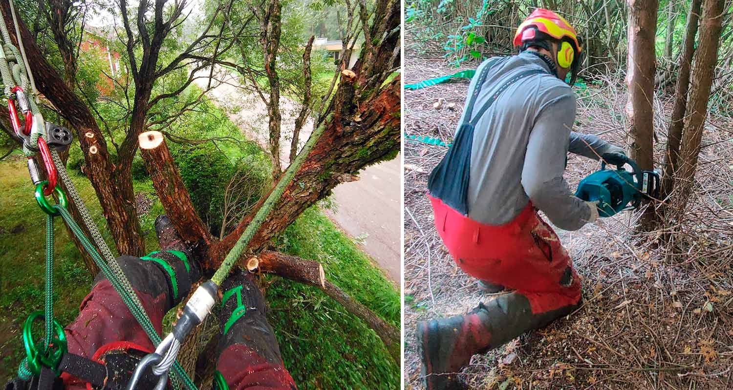Puun kiipeilykaato suoritettu ja toisen muun sahaus menossa Makitan akkuketjusaha UC011GT101 40V XGT -koneella.