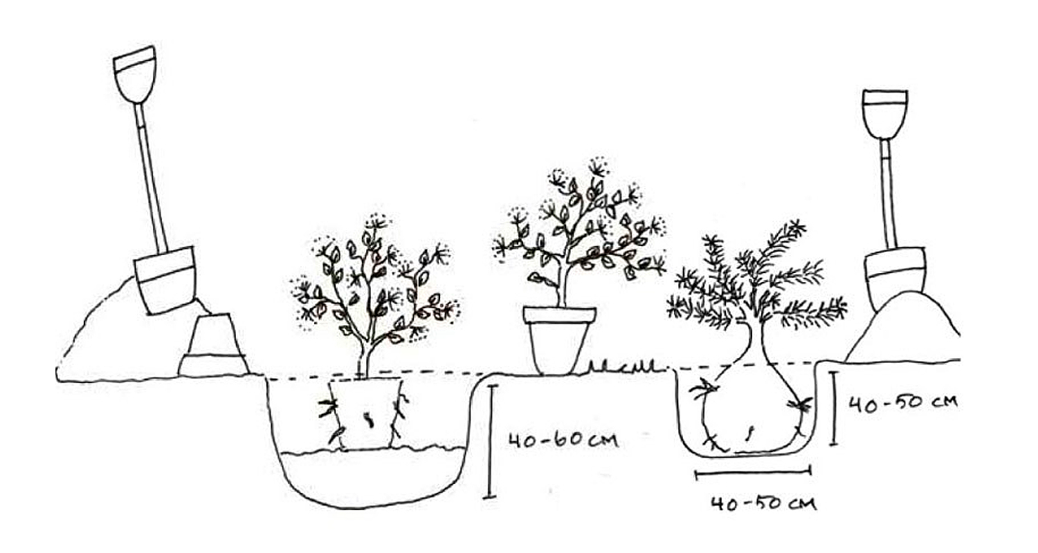 Mustavalkoinen piirros: lapiot ja kaksi puuntainta 40–60 cm syvissä kuopissa.