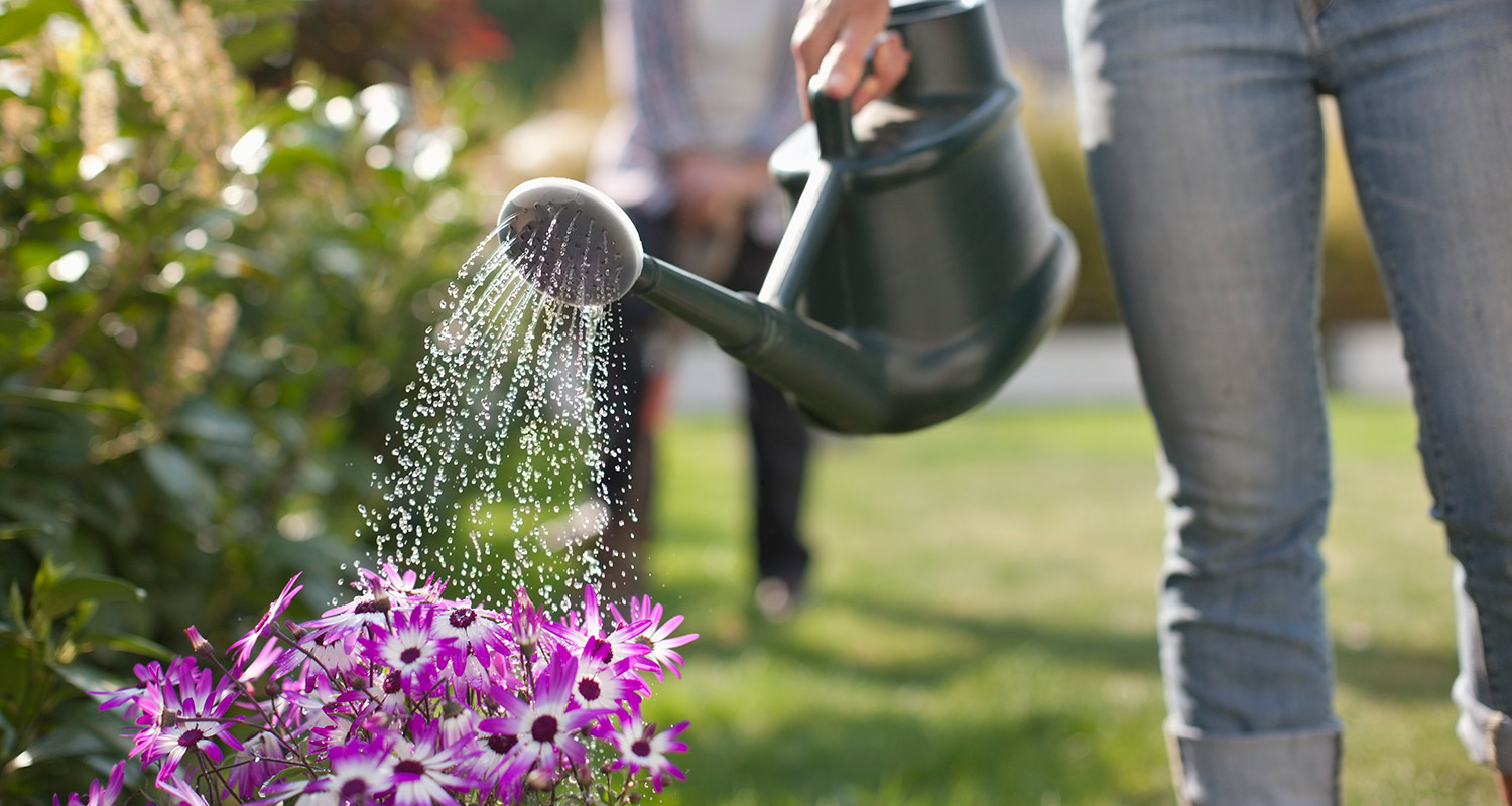Aurinkoisessa puutarhassa sinifarkkuinen kastelee vihreällä kannulla violetteja puutarhakukkia.