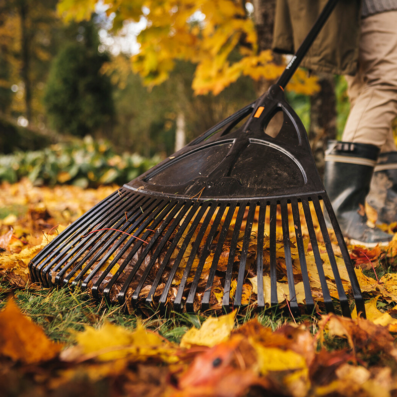 Syksyinen nurmikko täynnä vaahteranlehtiä. Musta harava keskellä kuvaa keräämässä lehtiä yhteen.