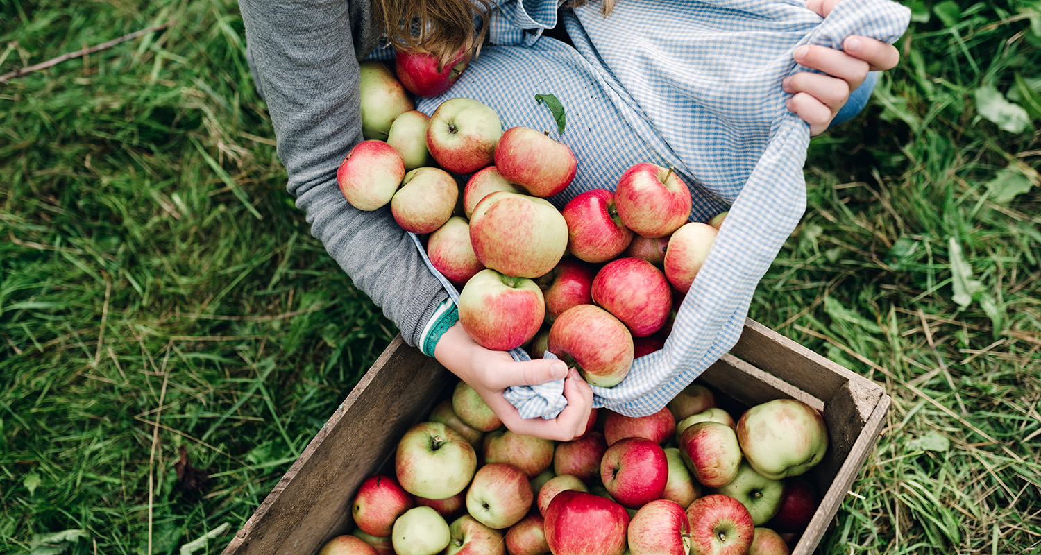 Henkilö kaataa siniruutuiseen kangaspussiin kerättyjä punavihreitä omenia puulaatikkoon ruohikolla