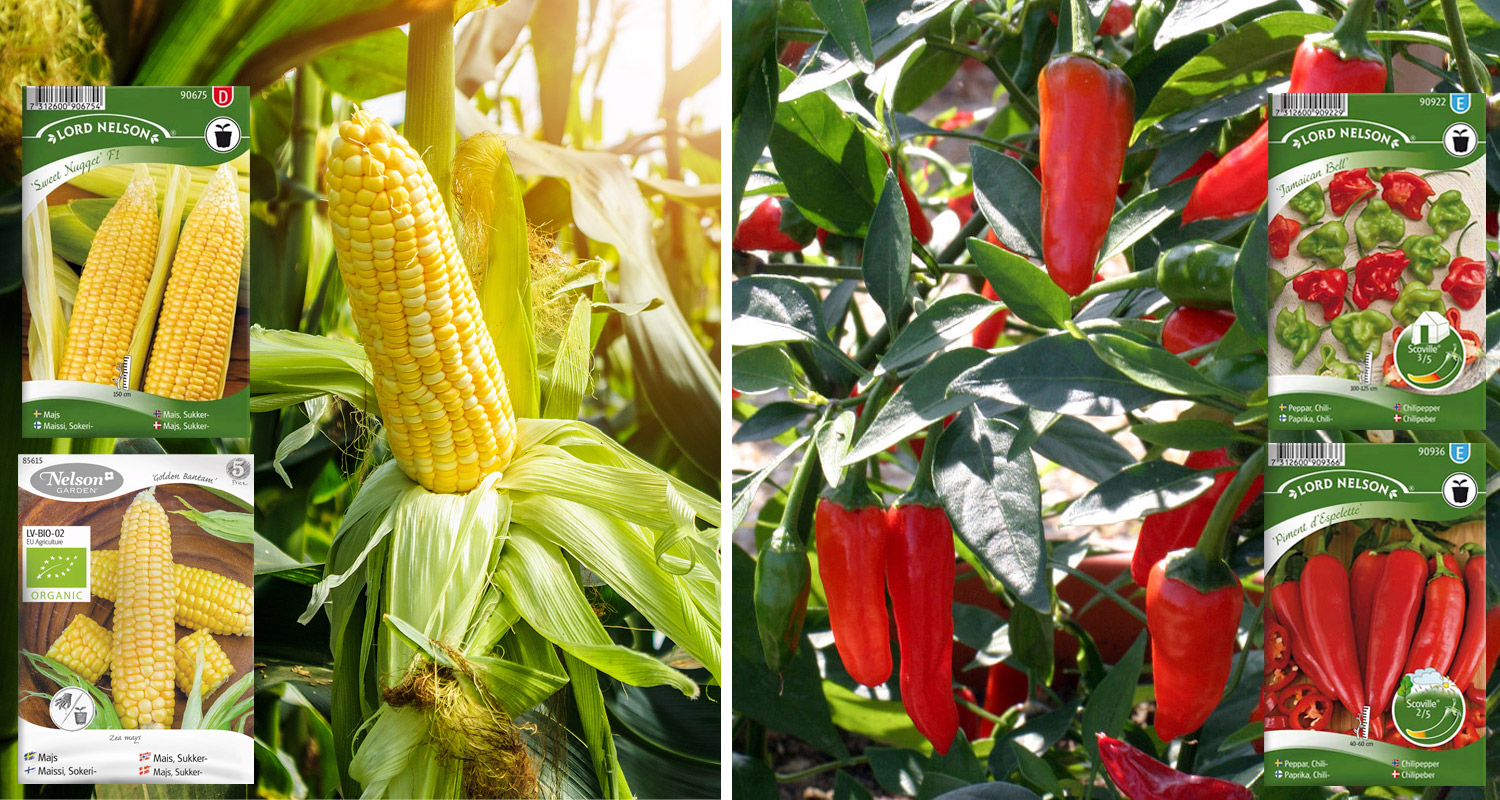 Keltainen maissintähkä vihreässä korressa ja punaiset chilit siemenpakkauksineen