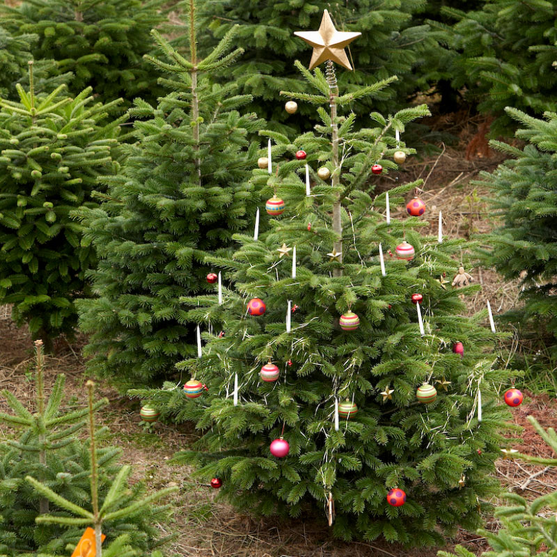 Kuvassa joulukuusia ja kuusi jossa koristeita.