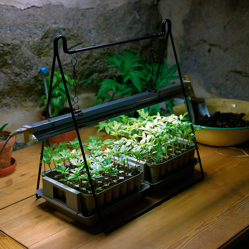 Sisäkasvatus: muoviset taimiruukut täynnä vihreitä taimia LED-valon alla puupöydällä.