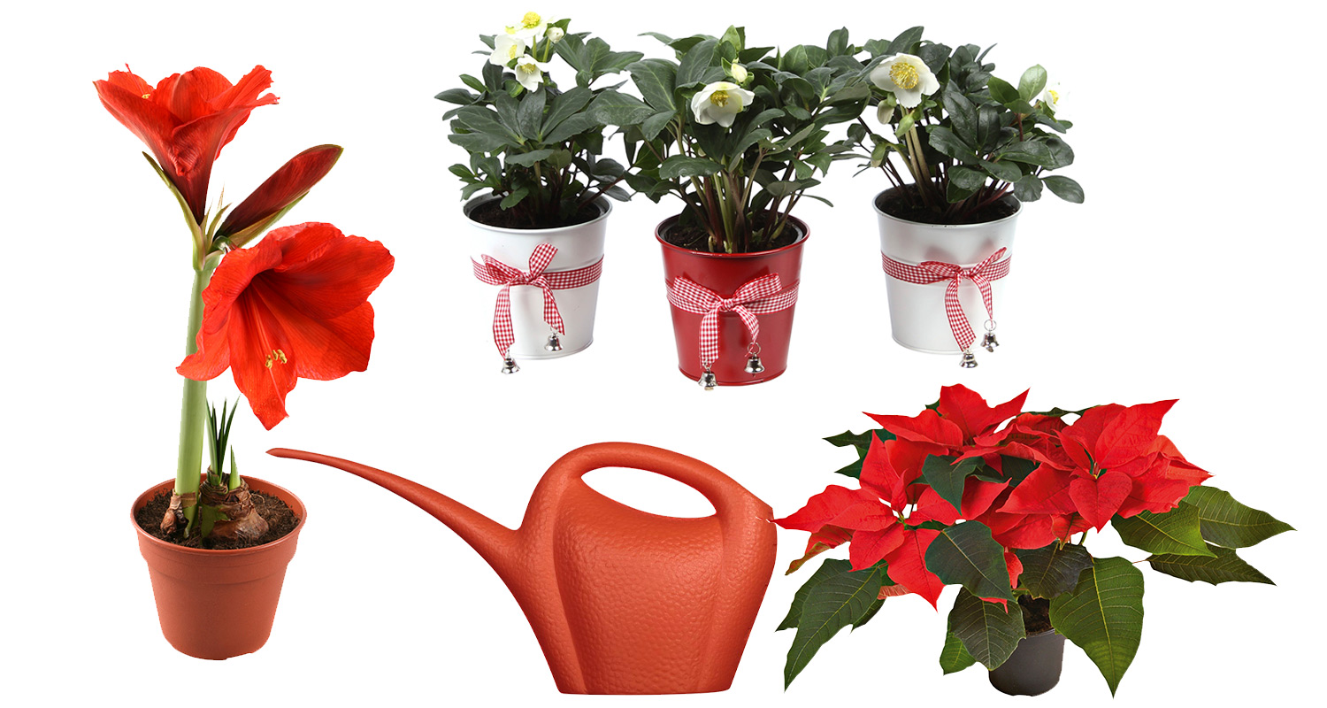 Joulukukat: amaryllis, jouluruusu ja joulutähti