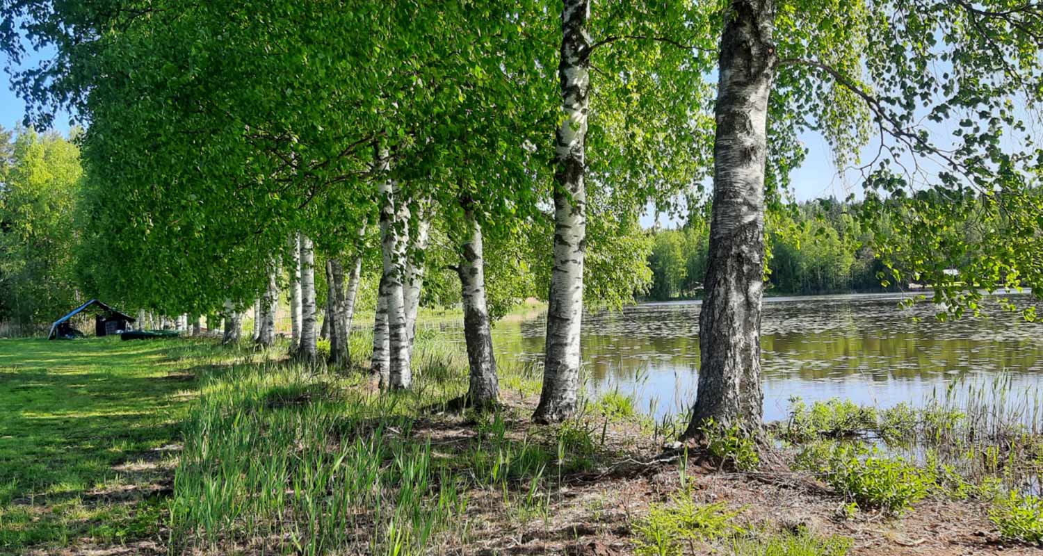 Valmis, akkuketjusahalla raivattu näkymä