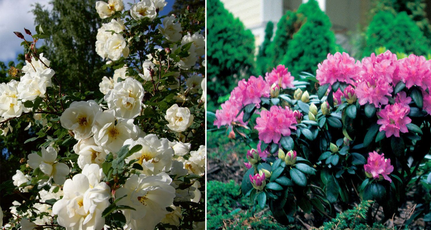 Valkoiset ruusut ja vaaleanpunaiset alppiruusut rehevässä pihapuutarhassa.