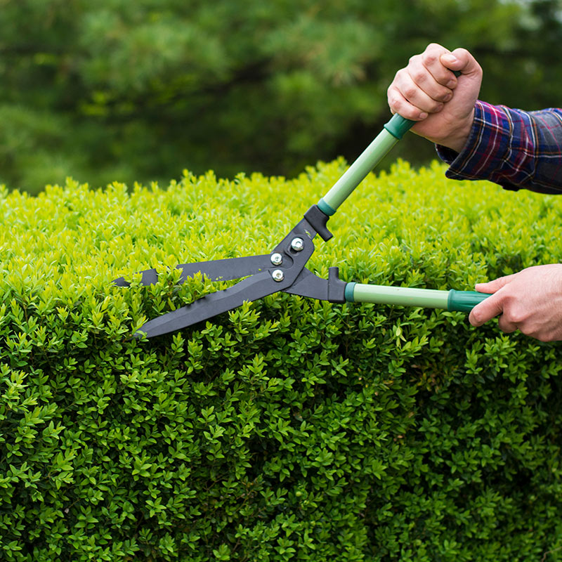 Kädet vihreänkahvaisten saksien kanssa leikkaamassa kirkkaanvihreää pensasaitaa