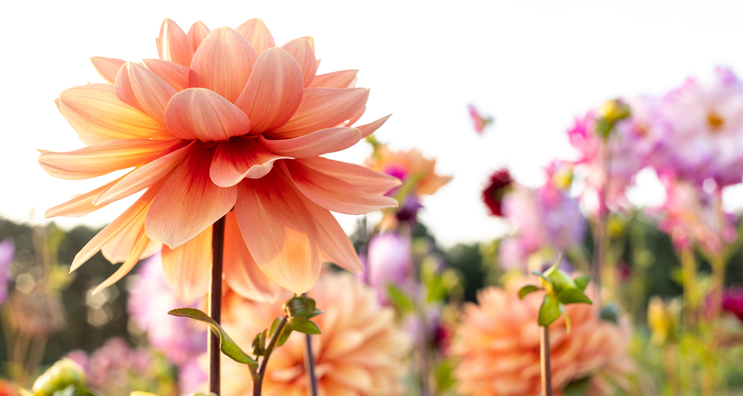 Kesäkukkien kasvatus: Kuvassa kukkivia kesäkukkia