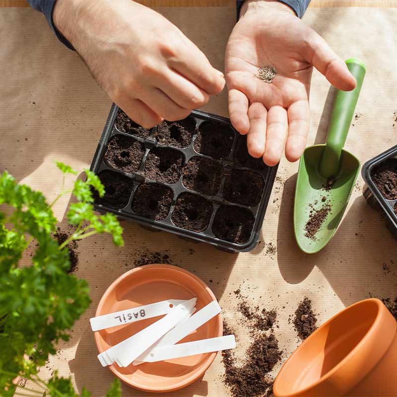 Siemenkylvö: kädessä siemeniä, multaiset ruudut, vihreä lapio, terrakottaruukku ja ’basil’-lappu