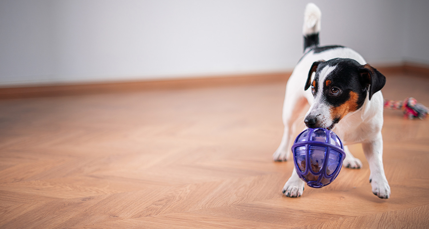 Koira ja kaunis lattia