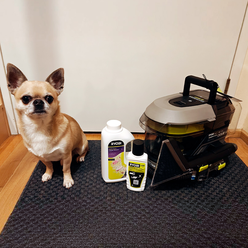 Kuvassa koira sekä testituote tekstiilipesuri Ryobi RDC18BL-0 18V ONE+ pesuaineiden kera. Pesuria myy K-Rauta.