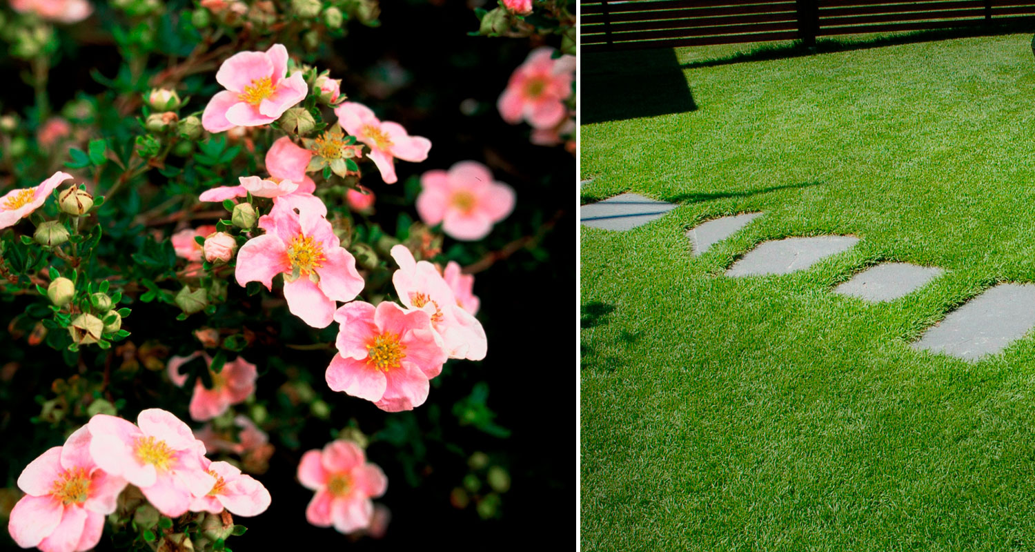 Vasemmalla tiheä vaaleanpunainen kukkapensas, oikealla vihreä nurmikko harmailla askelkivillä