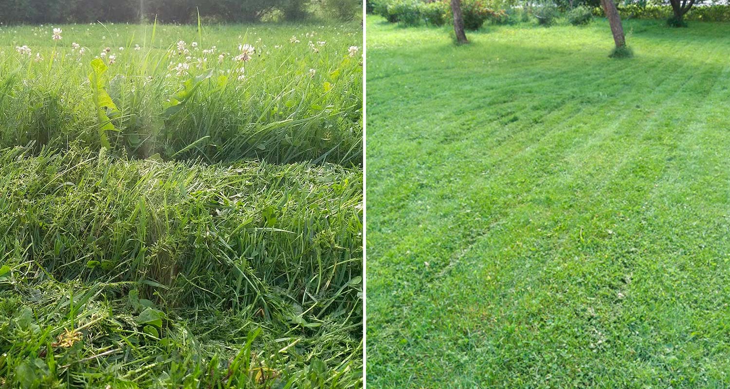 Nurmikko ennen ruohonleikkuuta ja sen jälkeen, kun se leikattiin Ryobin akkuruohonleikkurilla mallilla RY36LMMX51A-140 