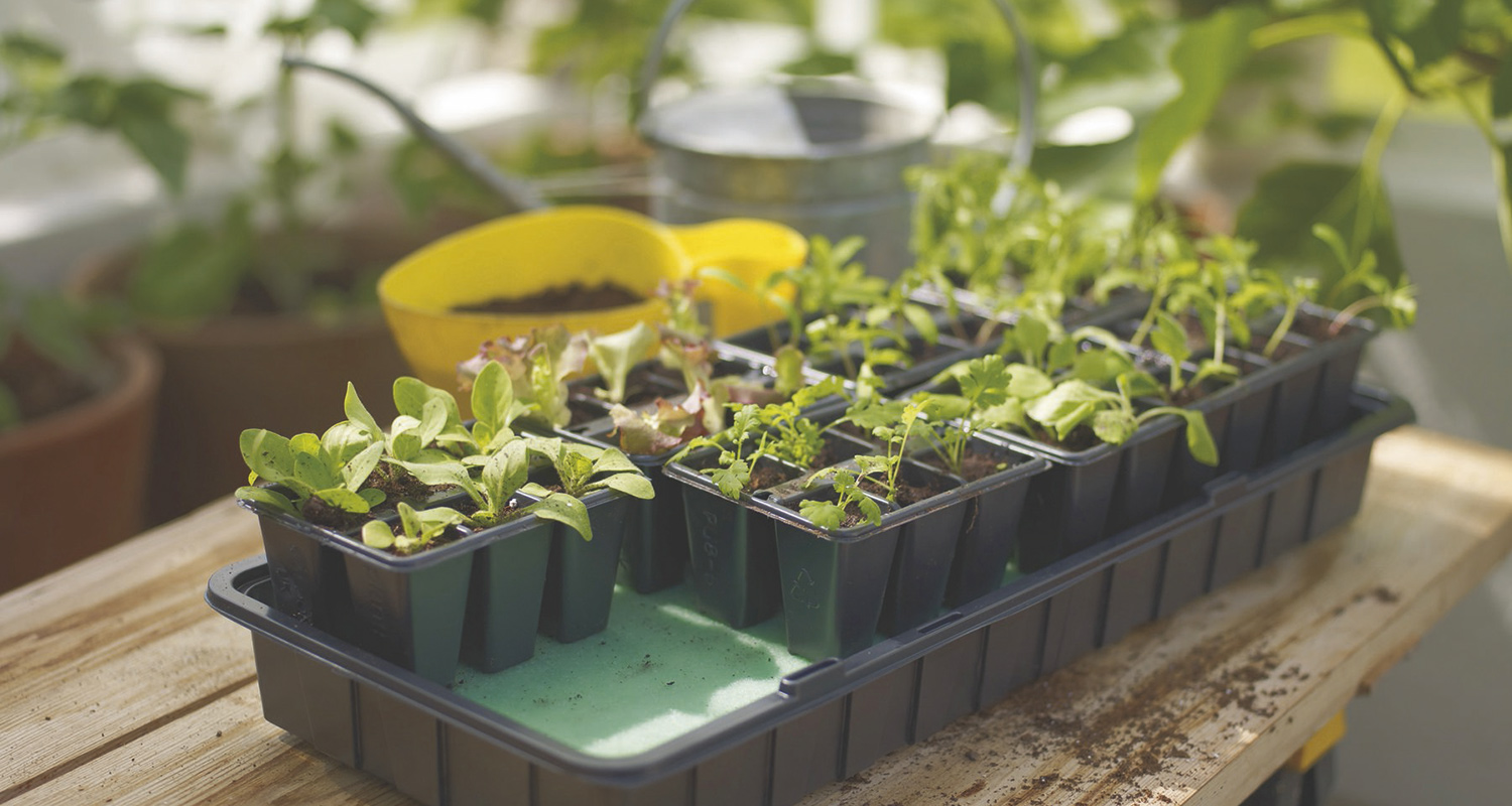 Vihreitä taimia muoviruukuissa pöydällä, taustalla keltainen kauha ja hopeinen kastelukannu