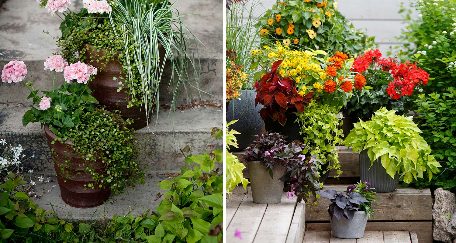 Värikkäitä kesäkukkia portailla