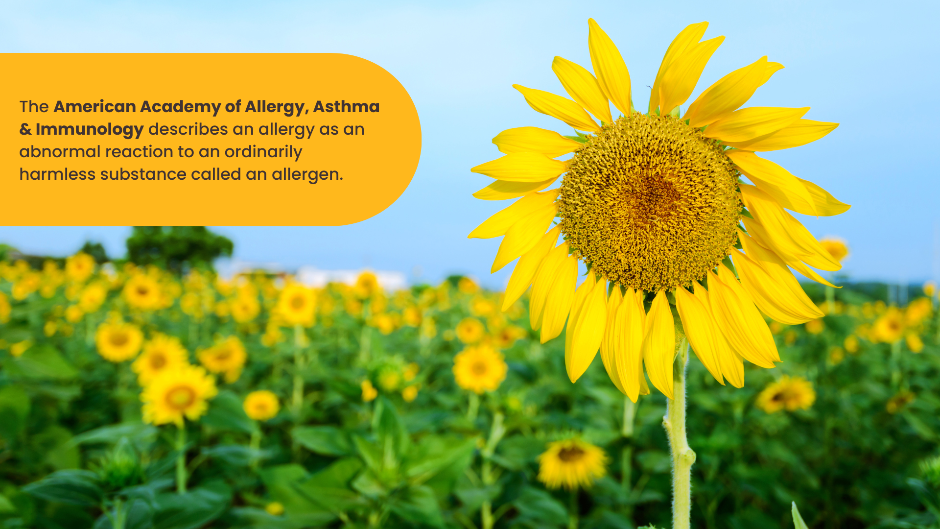 A close-up of a sunflower within a sunflower field with text that describes an allergy as an abnormal reaction to an ordinarily harmless substance called allergens.