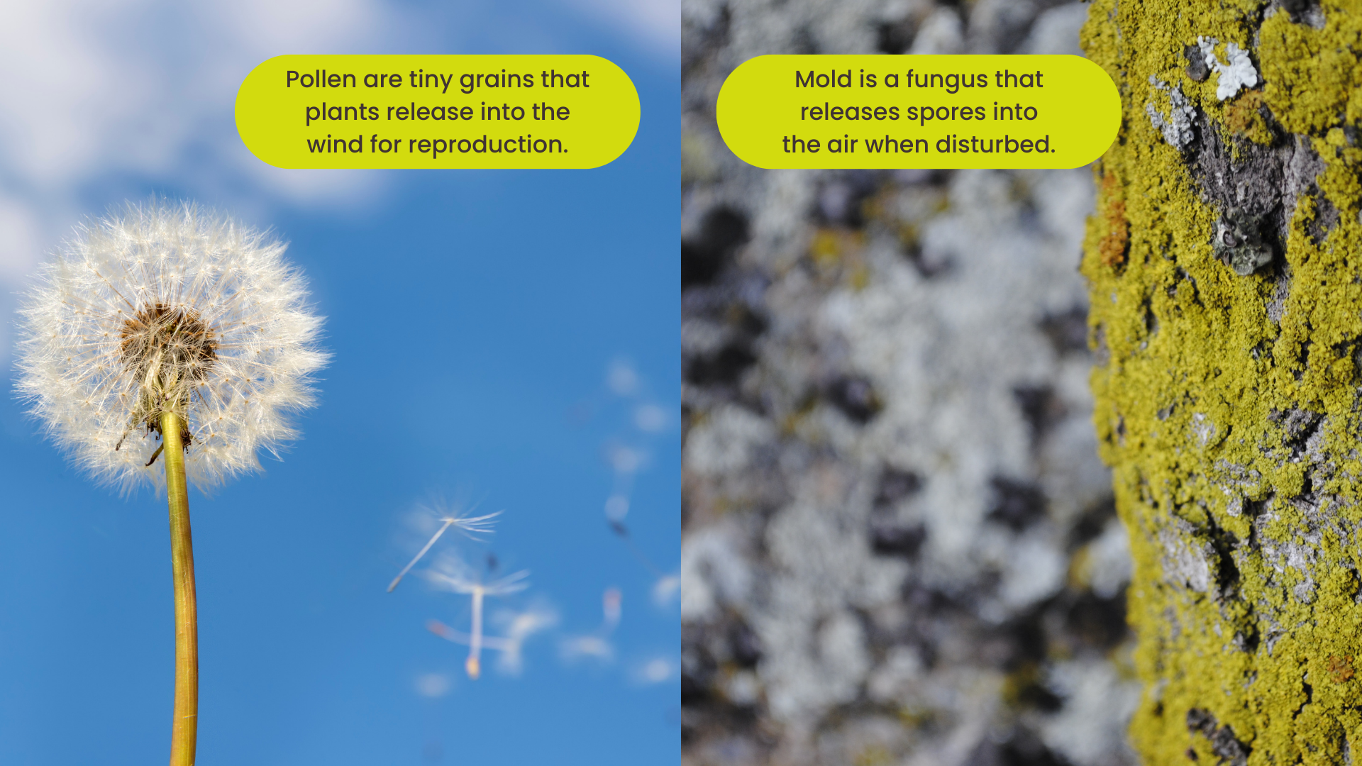 Split image and description of pollen and mold.