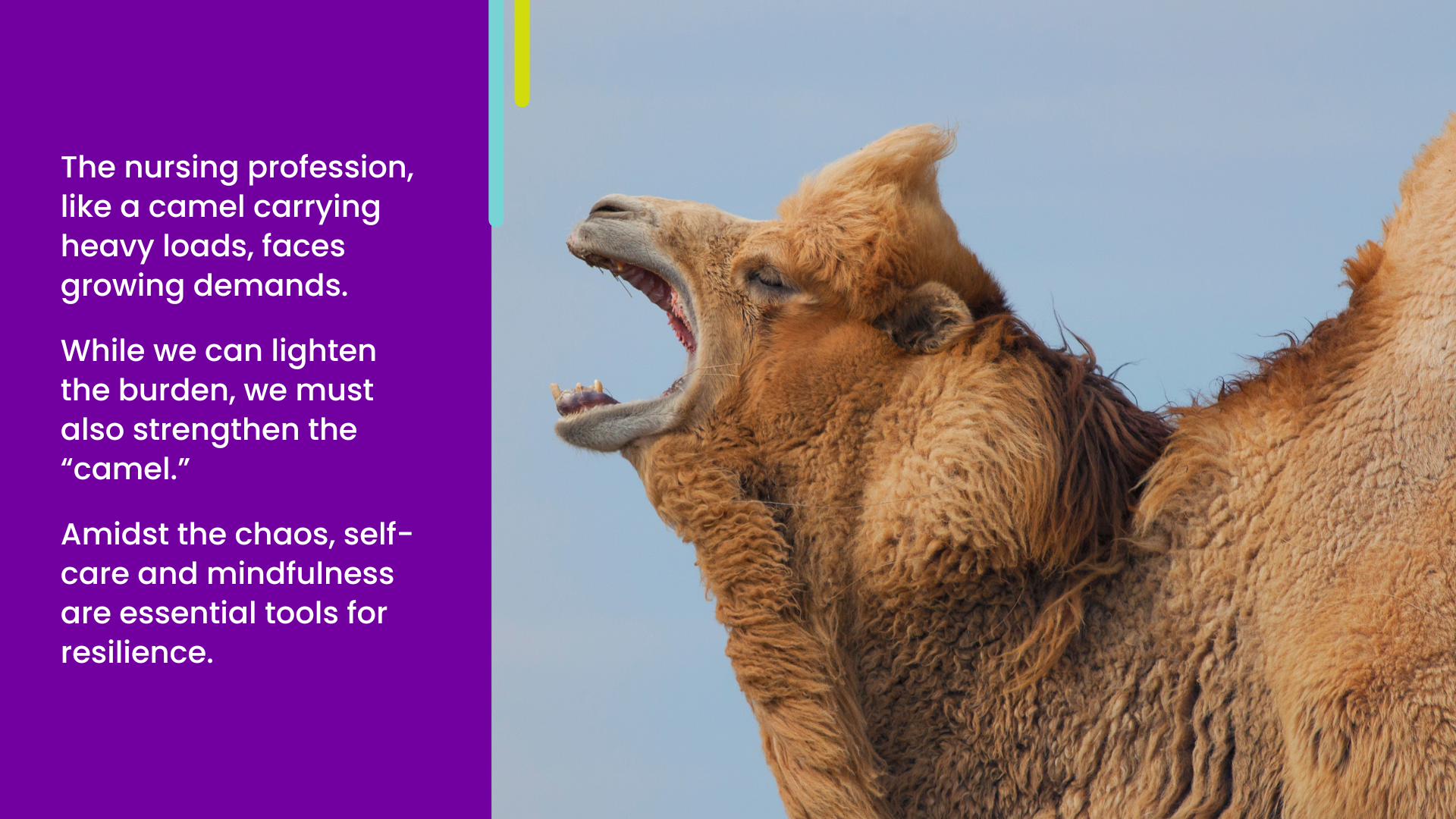 A photo of a camel with its mouth opened to showcase a camel analogy that relates to coping with nursing stress.